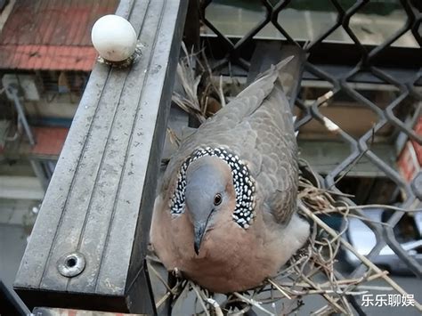 斑鳩築巢下蛋風水|【斑鳩築巢下蛋風水】斑鳩築巢下蛋風水超旺！別急著。